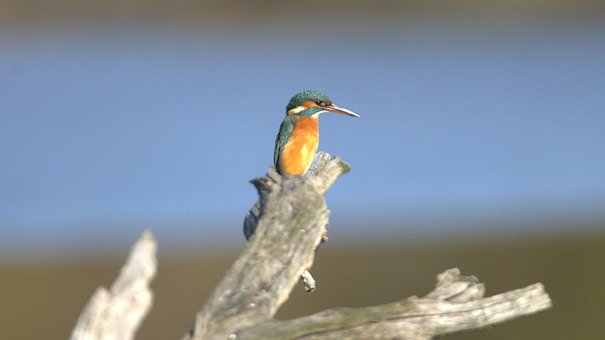 Free Bird Nature photo and picture