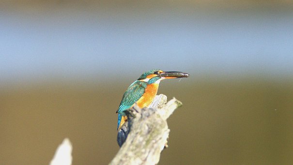 Free Nature Bird photo and picture