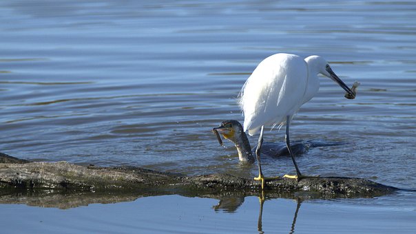 Free Egret Nature photo and picture