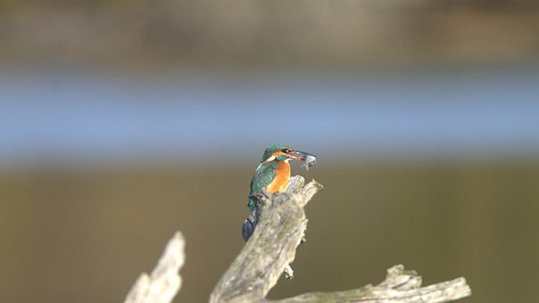Free Bird Kingfisher photo and picture