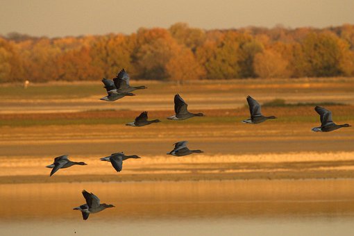 Free Wildlife Nature photo and picture