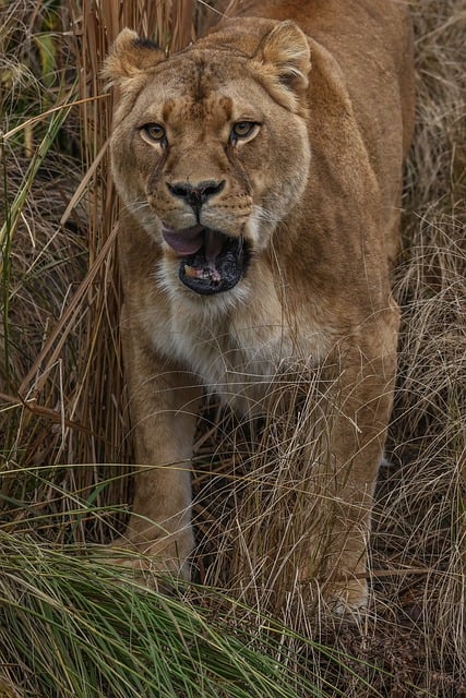 Free Lion Nature photo and picture