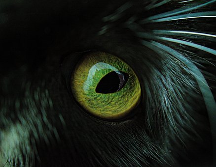 Free Eye Cat photo and picture