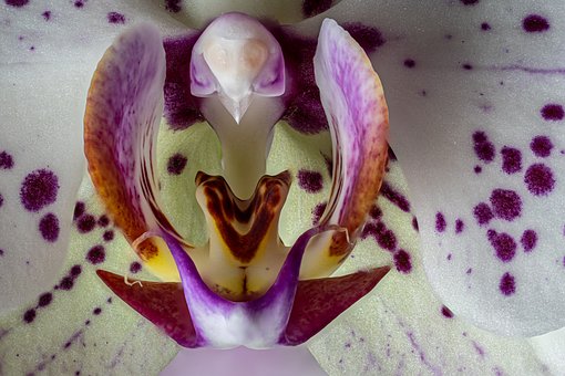 Free Flower Orchid photo and picture