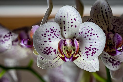 Free Flower Orchid photo and picture