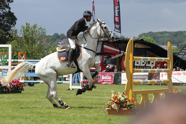 Free Horse Equine photo and picture