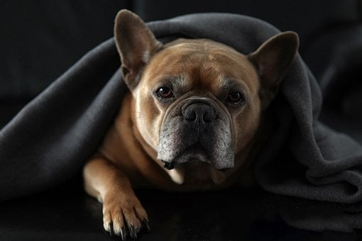 Free French Bulldog Dog photo and picture