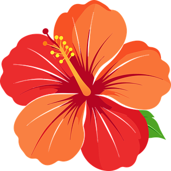 Blomst, Natur, Plante, Forår, Hibiscus