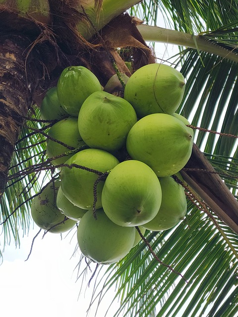 Free Tropical Coconut photo and picture
