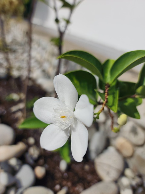 Free Flower Nature photo and picture