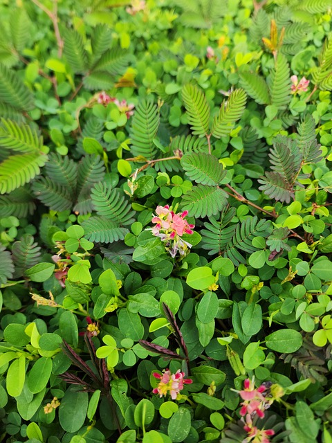 Free Green Nature photo and picture