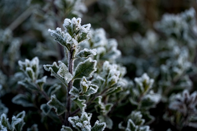 Frost, Kalt, Eis, Natur, Winter, Wandern