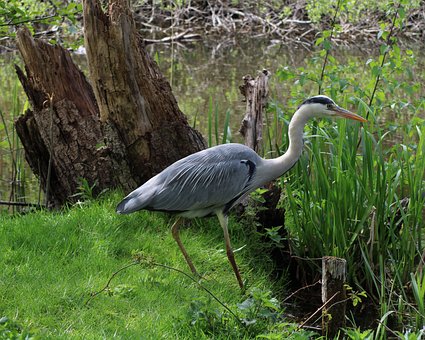 Free Heron Nature photo and picture