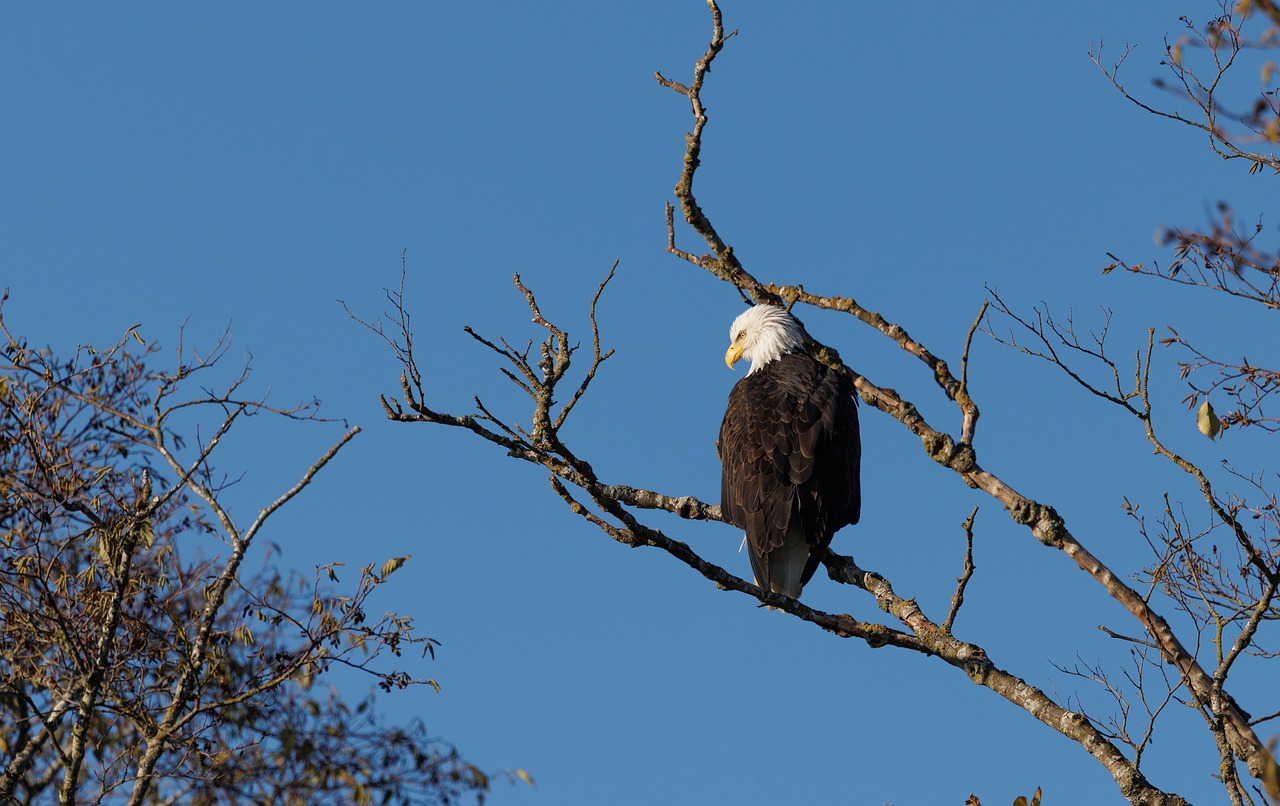 Eagle Sample Eagle Wildlife Animal - Free photo on Pixabay