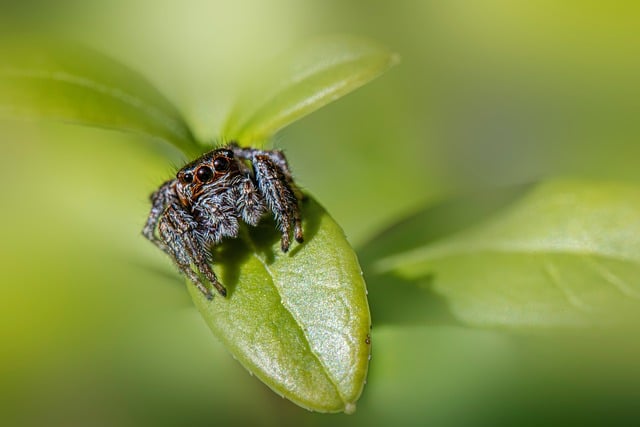 Free Nature Animal photo and picture
