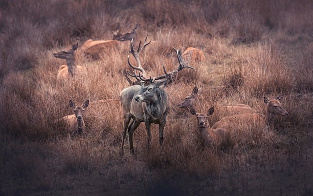 Hirsch, Natur, Tierwelt, Tier, Geweih
