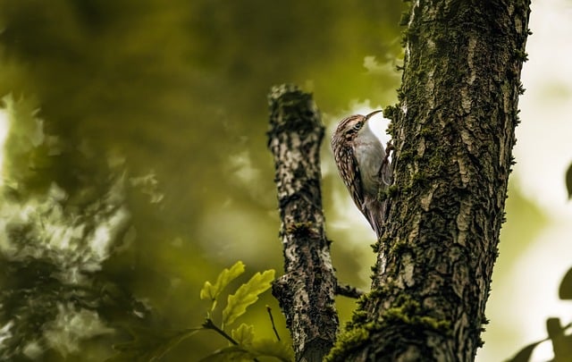 Vogel, Natur, Tier, Tierwelt, Vogelkunde