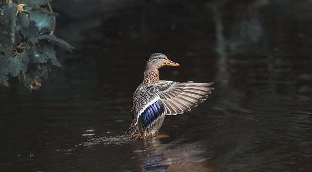 Ente, Natur, Tierwelt, Vogel, Blau