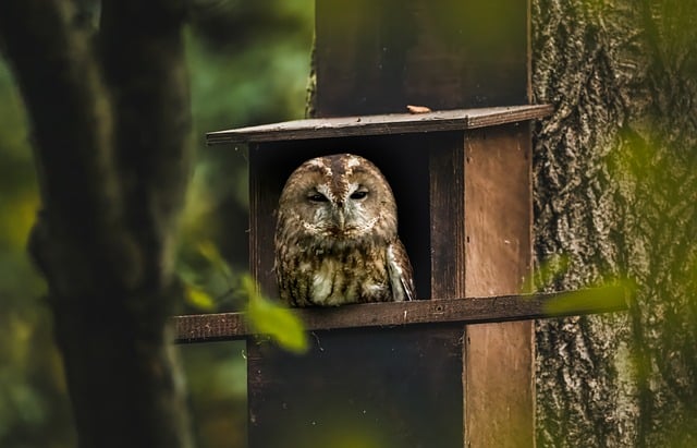 Eule, Vogel, Natur, Tier, Tierwelt