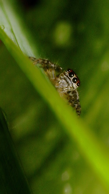 Free Spider Animal photo and picture