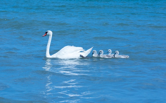 Free Swan Nature photo and picture