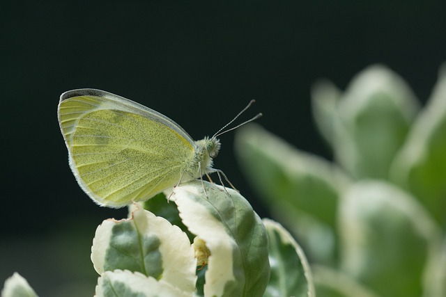 Free Insect Nature photo and picture