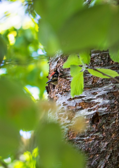Free Woodpecker Bird photo and picture