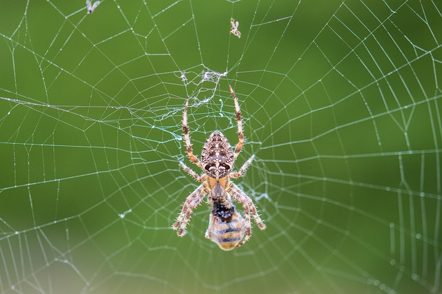 Free Spider Spiderweb photo and picture