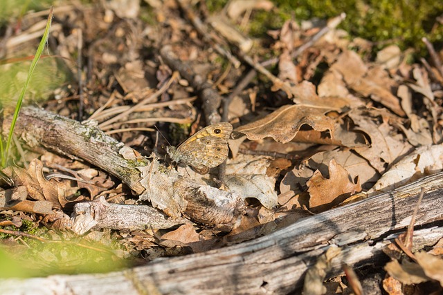 Free Mimicry Nature photo and picture