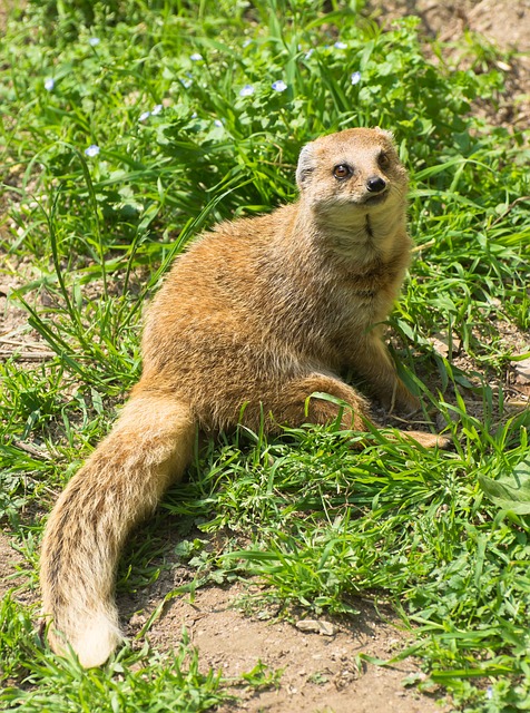 Free Mongoose Nature photo and picture