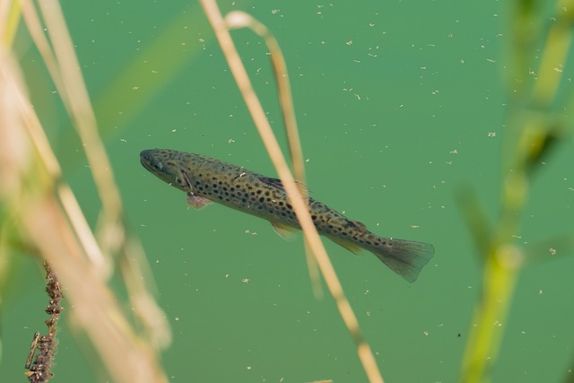 Free Trout Nature photo and picture