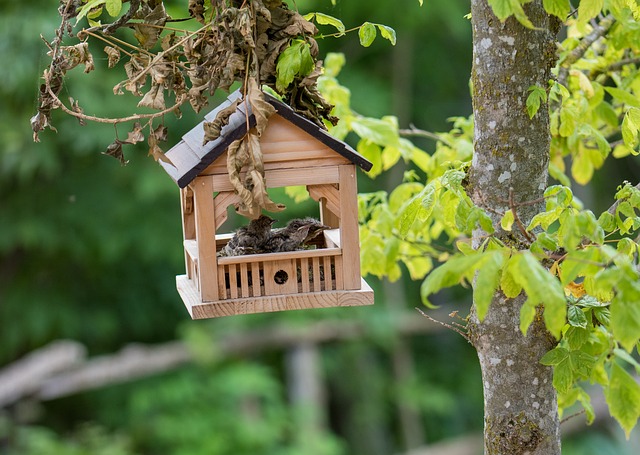 Free Little Birds Nature photo and picture