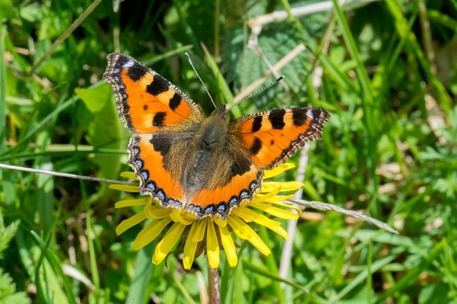 Free Butterfly Nature photo and picture