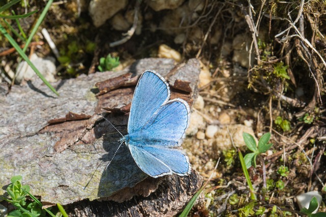 Free Butterfly Nature photo and picture