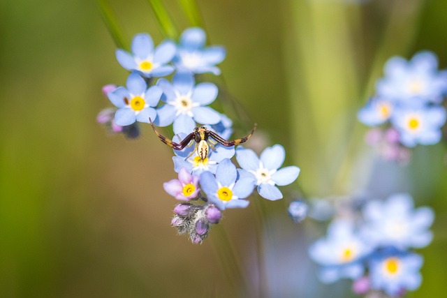Free Spider Arachnid photo and picture
