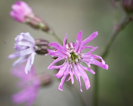 Trævlekrone, Blomst, Botanik, Natur