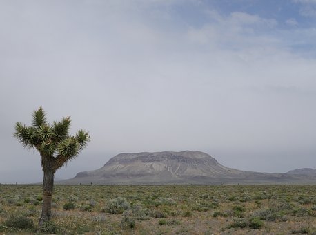 Wüste, Palme, Berg, Tafelberg, Natur