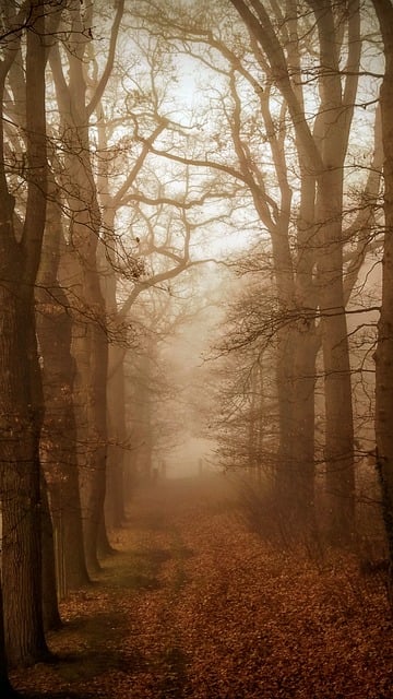 Floresta, Natureza, Arvores