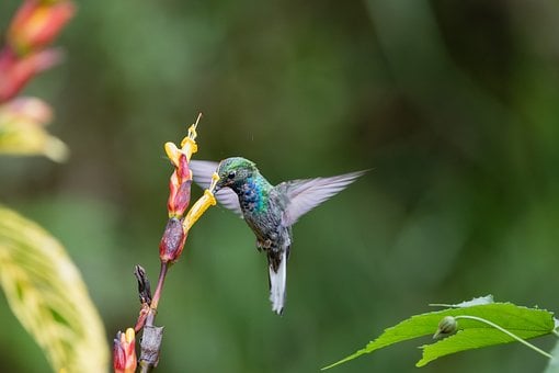 Kolibrík, Vták, Tropický Vták, Kvet