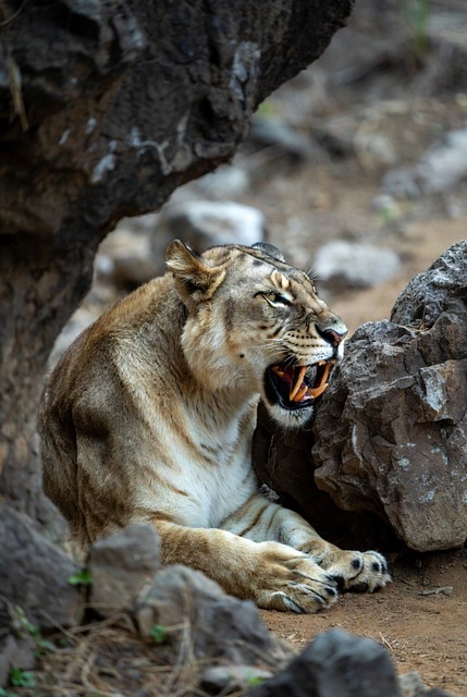 Free Forest King Lion photo and picture