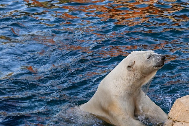 Icebear, nature, bear and animal — photo by BernhardJaeck