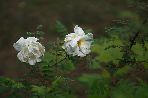 Roos, Bloem, Zomer