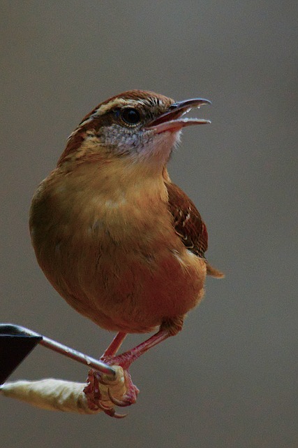 Carriça, Pássaro, Natureza, Sentado
