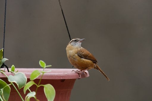 Carriça, Pássaro, Natureza