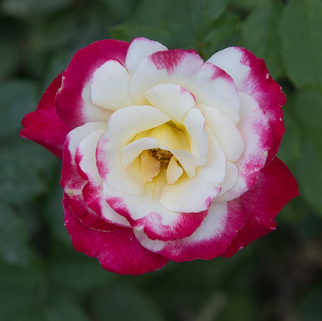 Five Roses Flower Rose Flower Petals - Free photo on Pixabay
