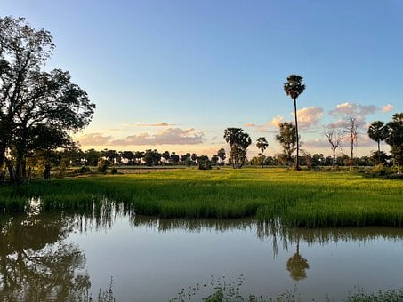 Dam, Khmer, Ris, Khmer Kultur, Høst