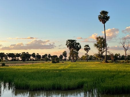 Ris, Khmer, Cambodja, Palme Træ, Høst