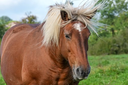 Pferd, Kopf, Mähne, Wind, Natur