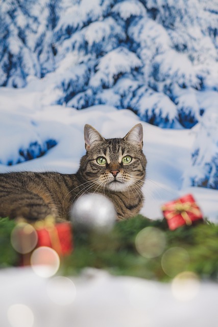 Gato, Natureza, Kitty, Animal