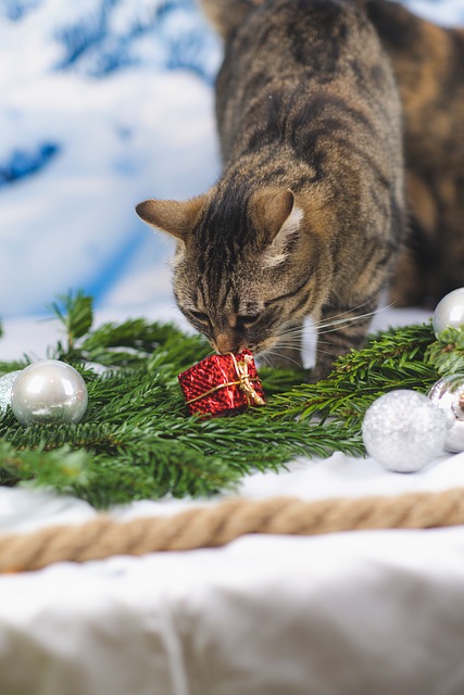 Gato, Felino, Natal, Animal